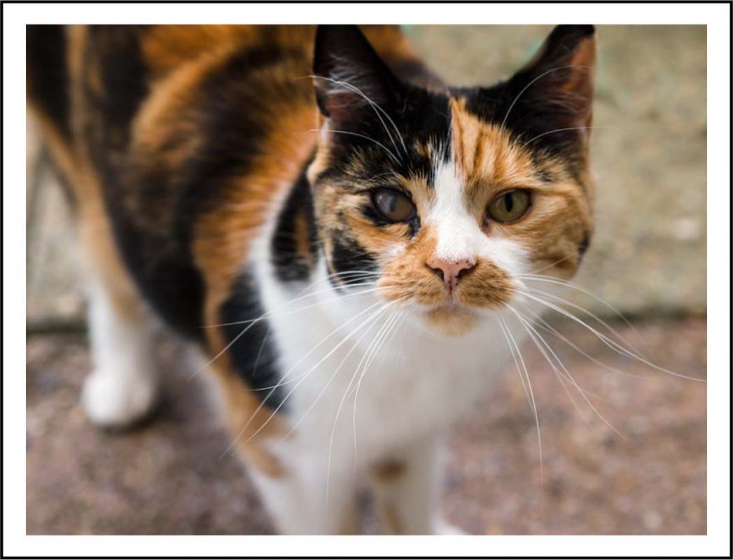Copy_of_w13._Tortoiseshell_cat._Free.jpg