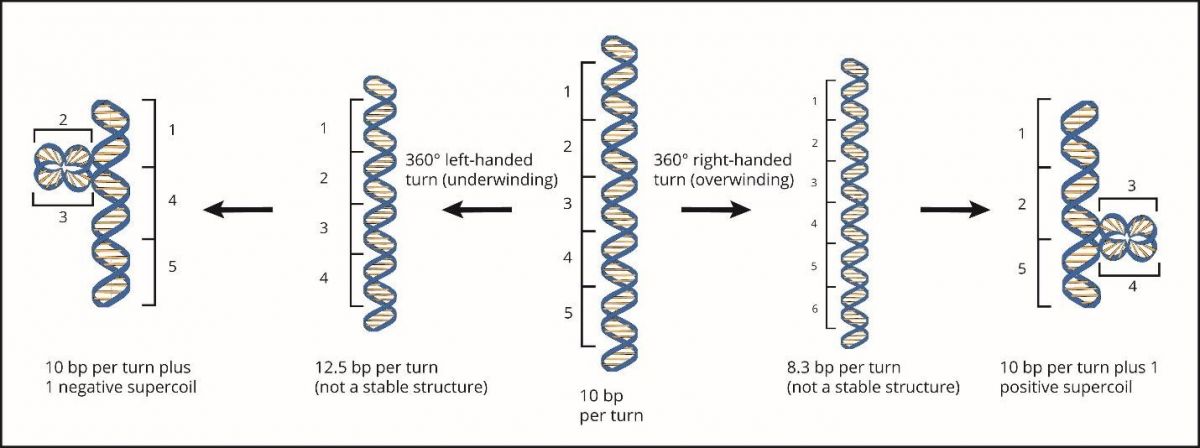 2.11_Negative_and_Positive_Supercoiling.jpg