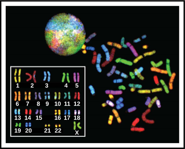 2.15_Chromosome_Territories.png
