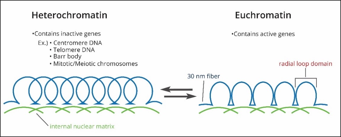 2.16_Heterochromatin_and_Euchromatin.jpg