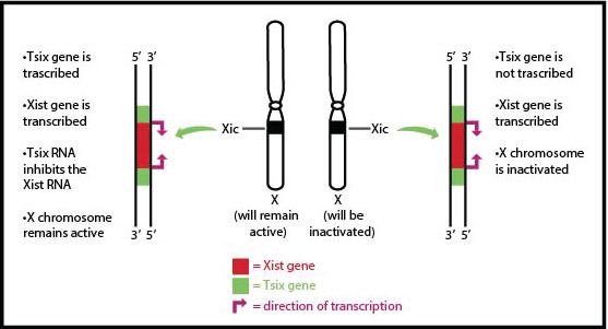 EDI_2.20_Mechanism_of_X_Chromosome-01_1.jpg