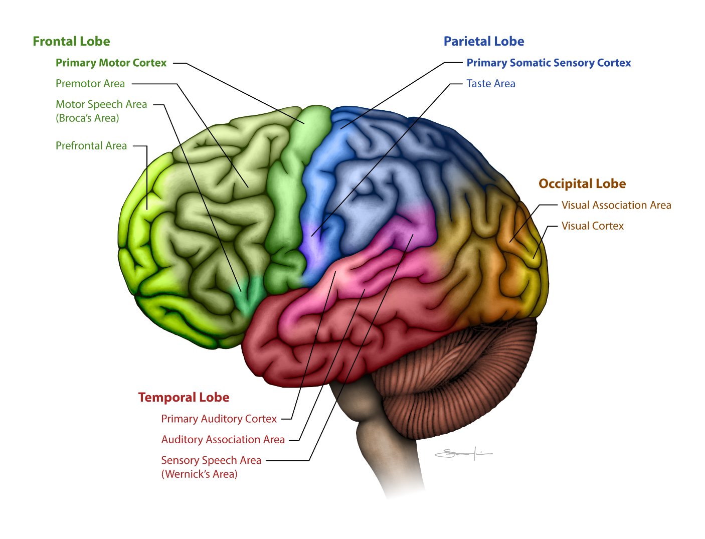 Cerebral Cortex Diagram Cerebral Cortex Diagram