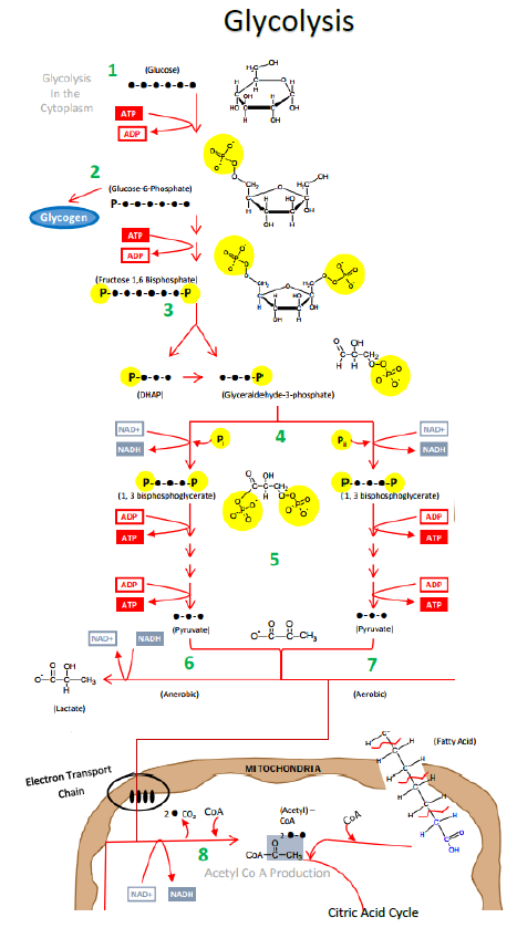 Glycolysis To Pyruvate