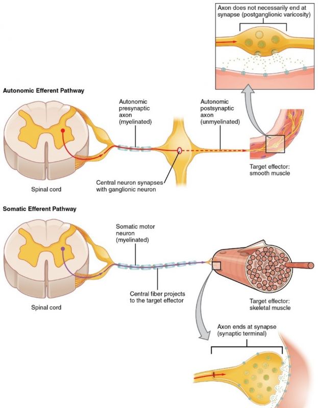 Autonomic_pathways.jpg