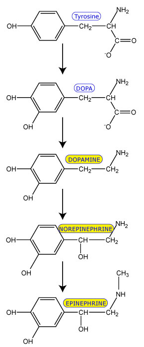 Catecholamines.jpg