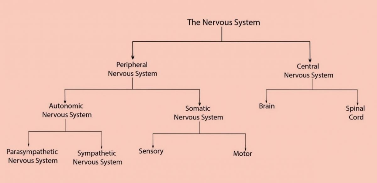 Organization_of_NS.jpg