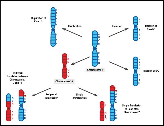 EDI_3.1_Changes_in_Chromosome_Structure-01_1.jpg