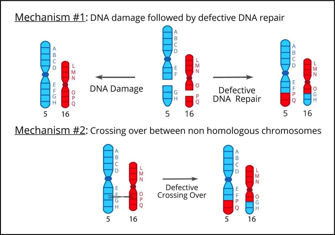 3.9_Mechanism_of_Reciprocal_Translocation_1.jpg