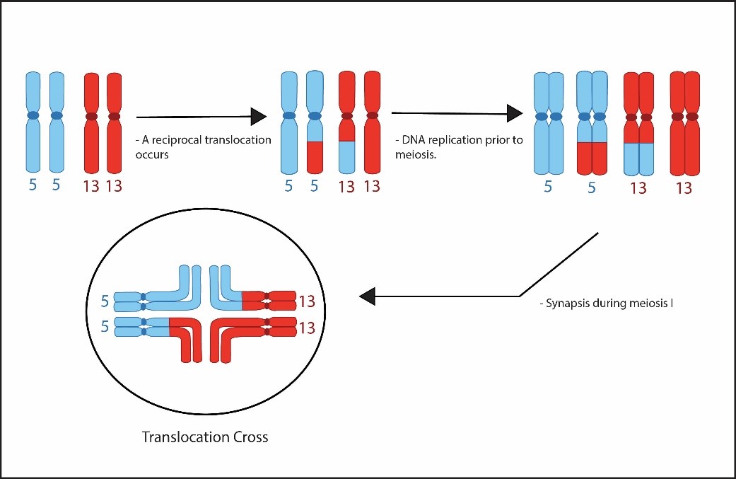 3.10_Formation_of_a_Translocation_Cross_and_Meiotic_Chromosome_Segregation_1.jpg