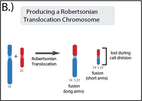 EDI_3.11b_Robertsonian_Translocation-01_1.jpg