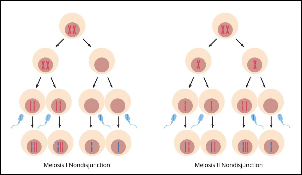 3.13_Meiotic_Nondisjunction_1.jpg