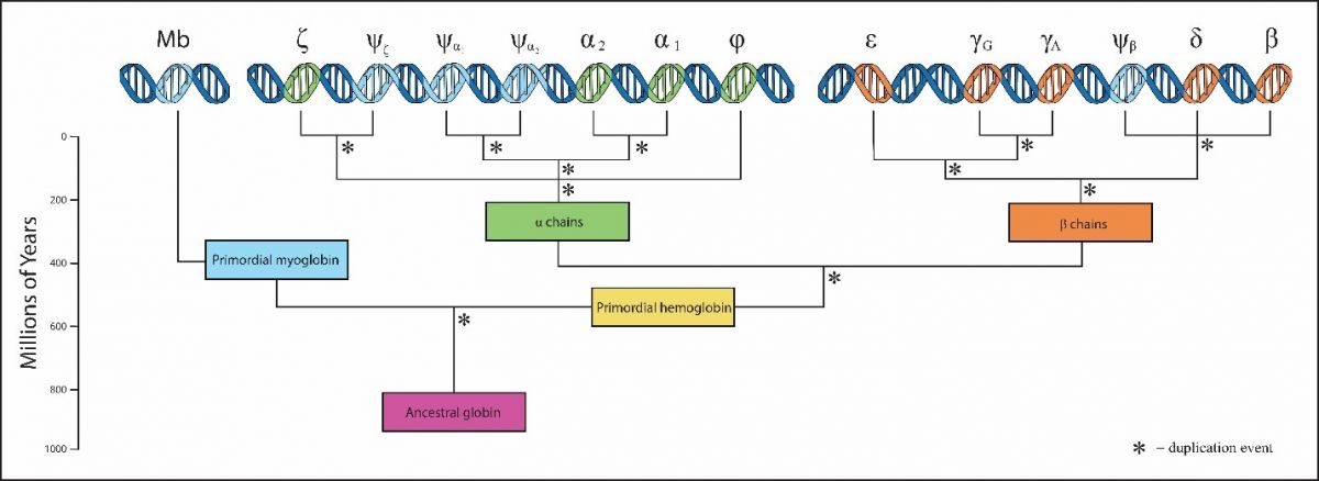 3.5_Globin_Family_2.jpg