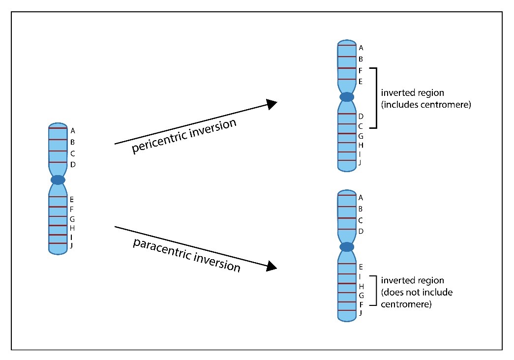 3.6_Pericentric_and_Paracentric_Inversions_2.jpg