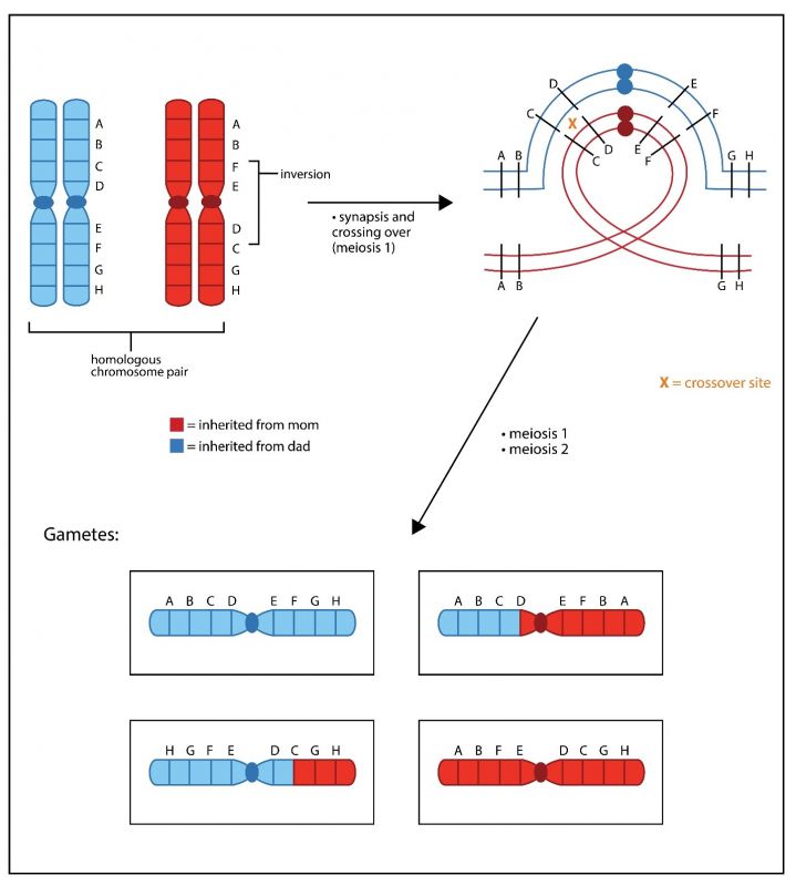 3.7_Meiosis_in_an_Individual_Heterozygous_for_a_Pericentric_Inversion_2.jpg