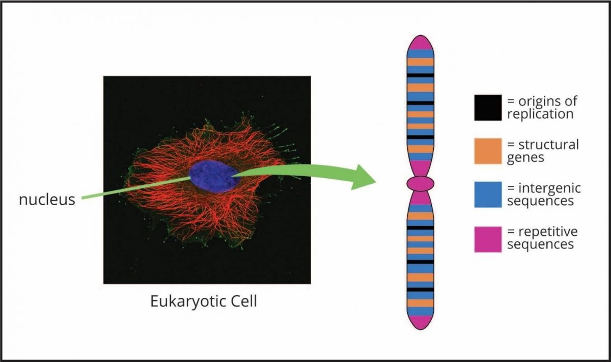 2.2_Eukaryotic_Chromosome_Structure.jpg