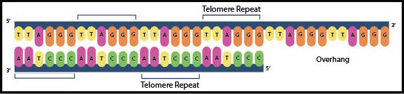 EDI_2.6_Telomere_Structure-01_1.jpg