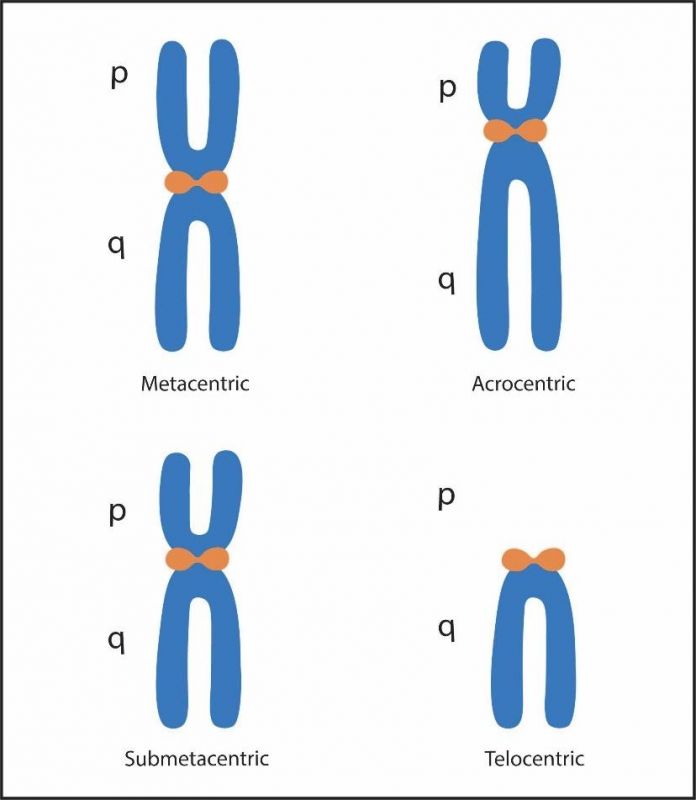 2.8_Centromere_Location.jpg