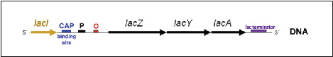 EDI_13.5_Lac_operon_structure-01_1.jpg