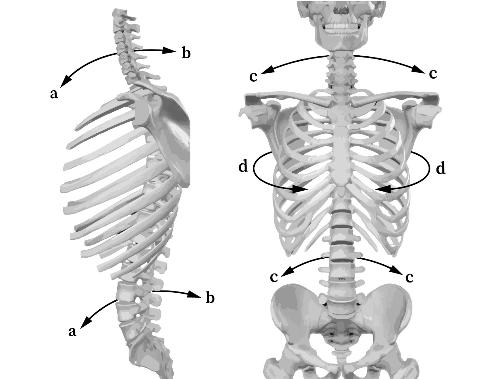 C:\Users\perke\Dropbox\FMP\InDesign\Flashcards-InDesign-File Package\Links\MovementsoftheSpinalColumn.jpg