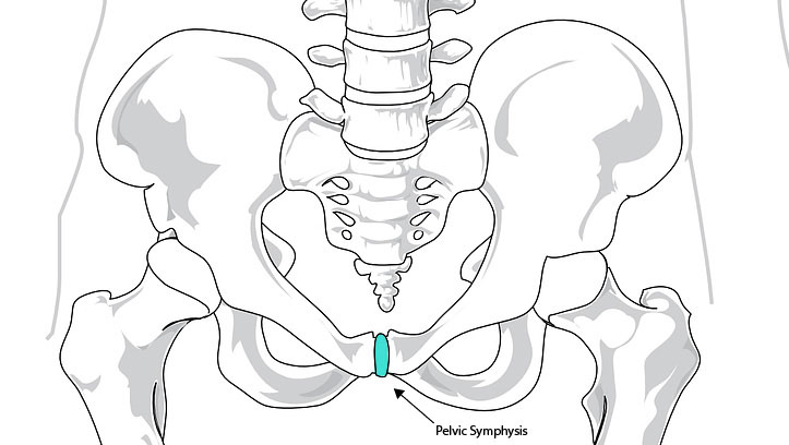 D:\BROTHER PERKES\Section 1\Pubic Symphasis.jpg