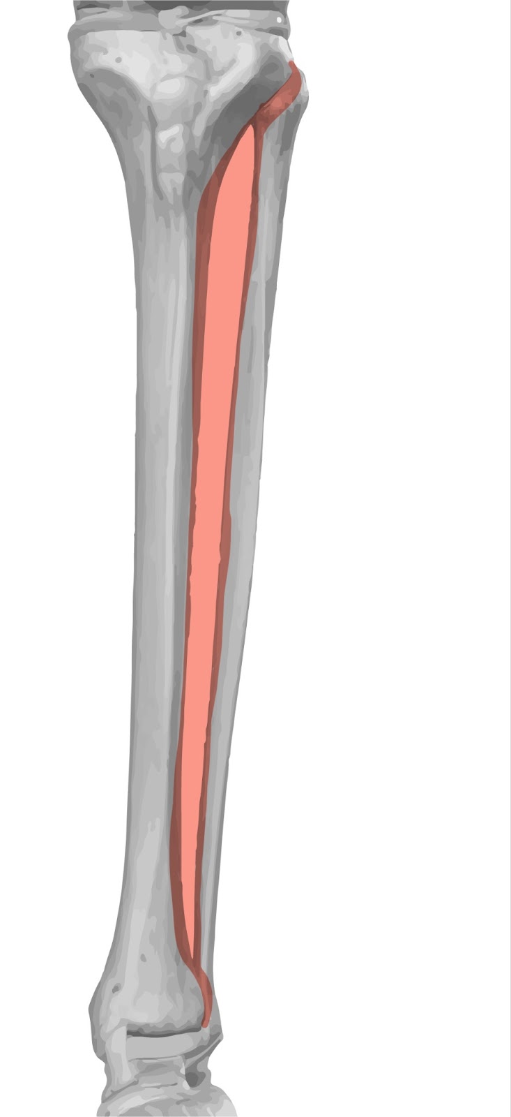 C:\Users\perke\Desktop\VastusIntermedius_preview.jpeg.jpg