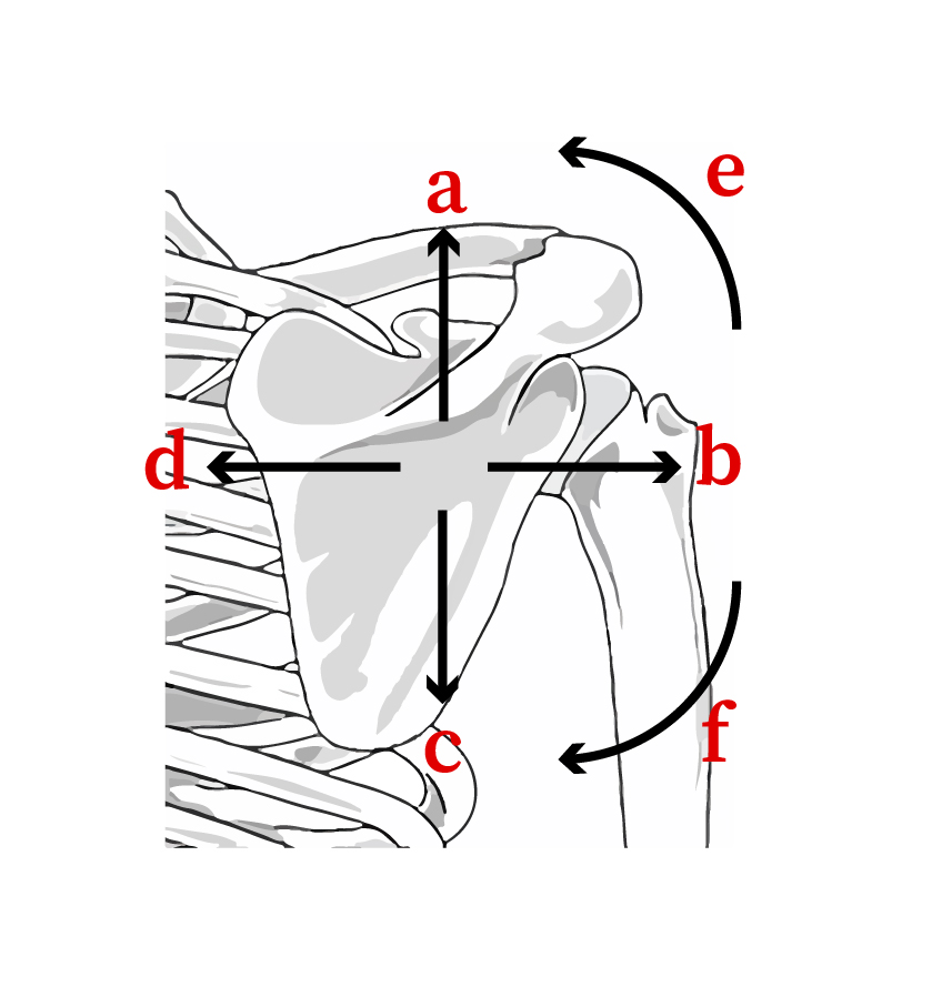 C:\Users\perke\Dropbox\FMP\InDesign\Flashcards-InDesign-File Package\Links\ShoulderGirdleMovements.jpg