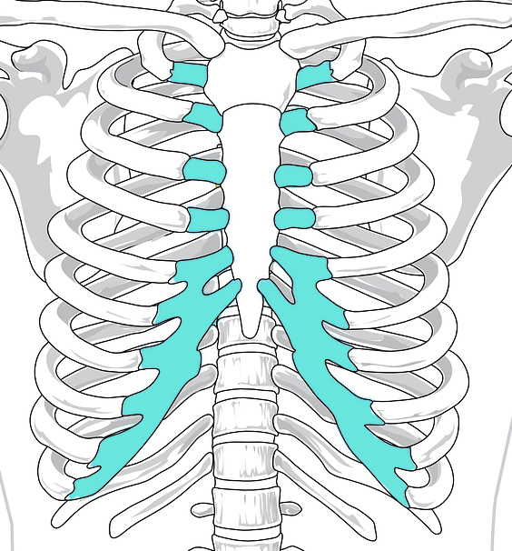 D:\BROTHER PERKES\Section 1\Synchondrosis.jpg