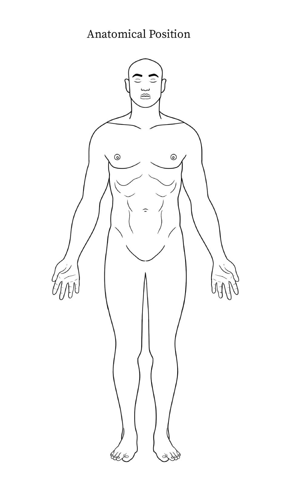 C:\Users\perke\Dropbox\FMP\InDesign\Flashcards-InDesign-File Package\Links\Anatomical Position.jpg