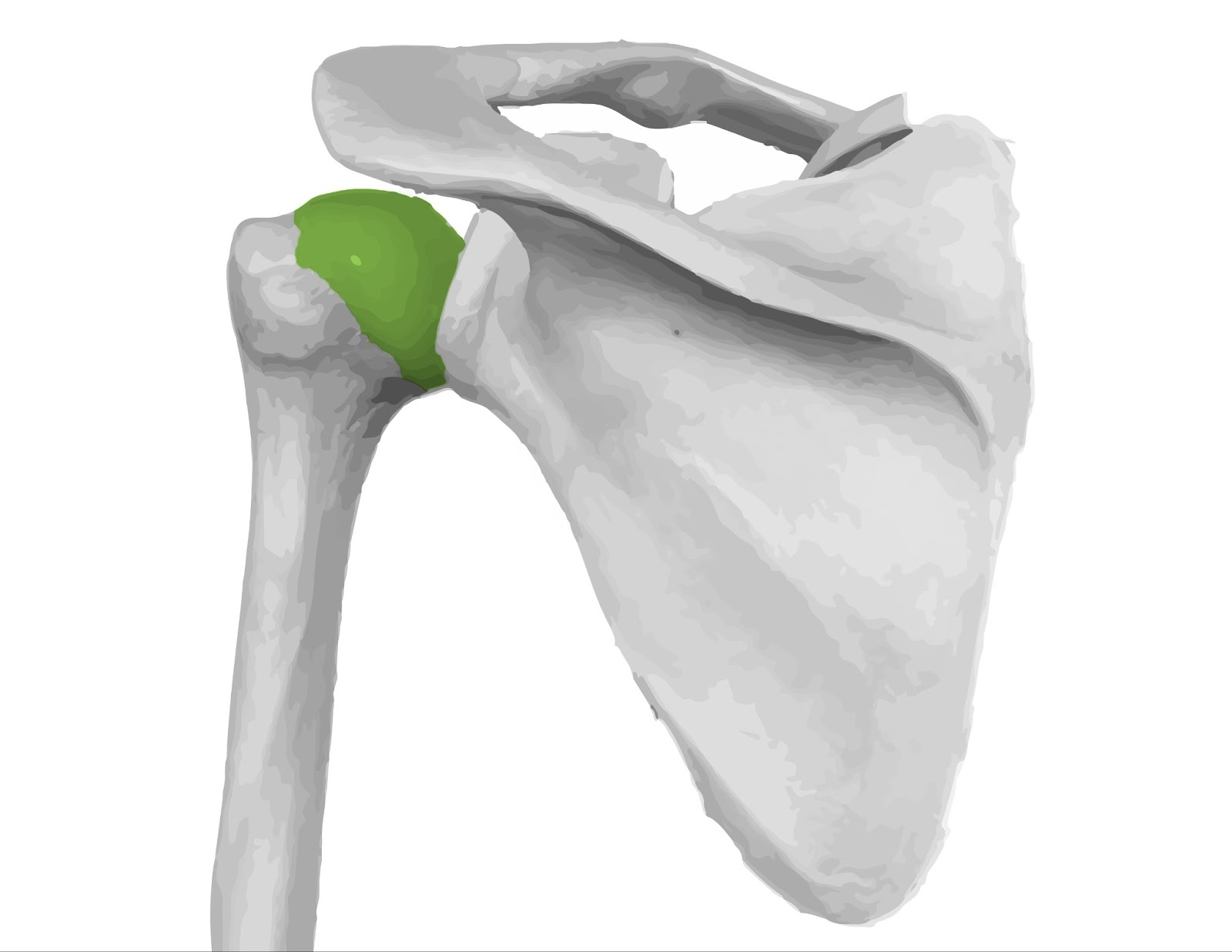 C:\Users\perke\Desktop\Supraspinatus_preview.jpeg.jpg