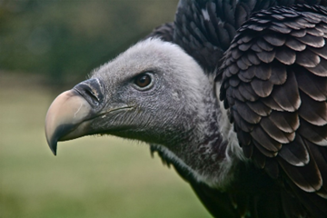 An Angry Vulture